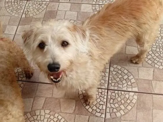 Cachorro ra a Srd idade 4 anos nome Gugu