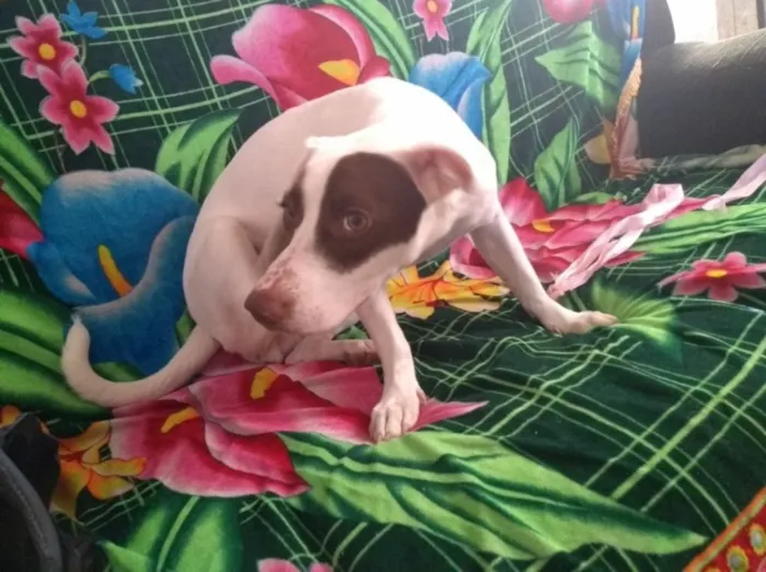 Cachorro ra a Srd idade 7 a 11 meses nome Stella