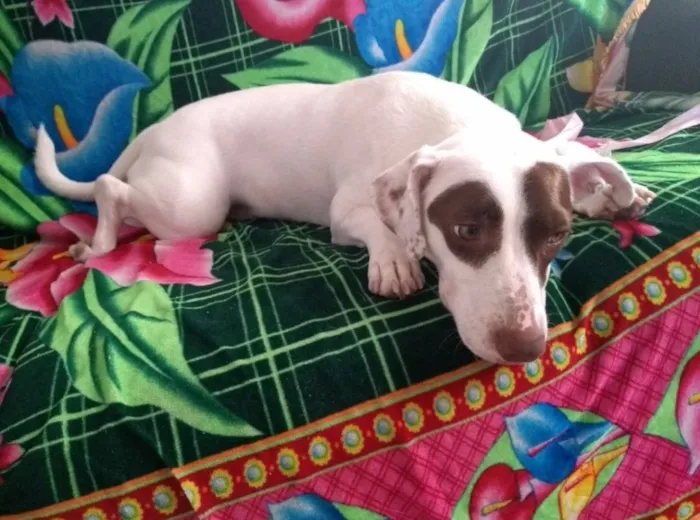 Cachorro ra a Srd idade 7 a 11 meses nome Stella