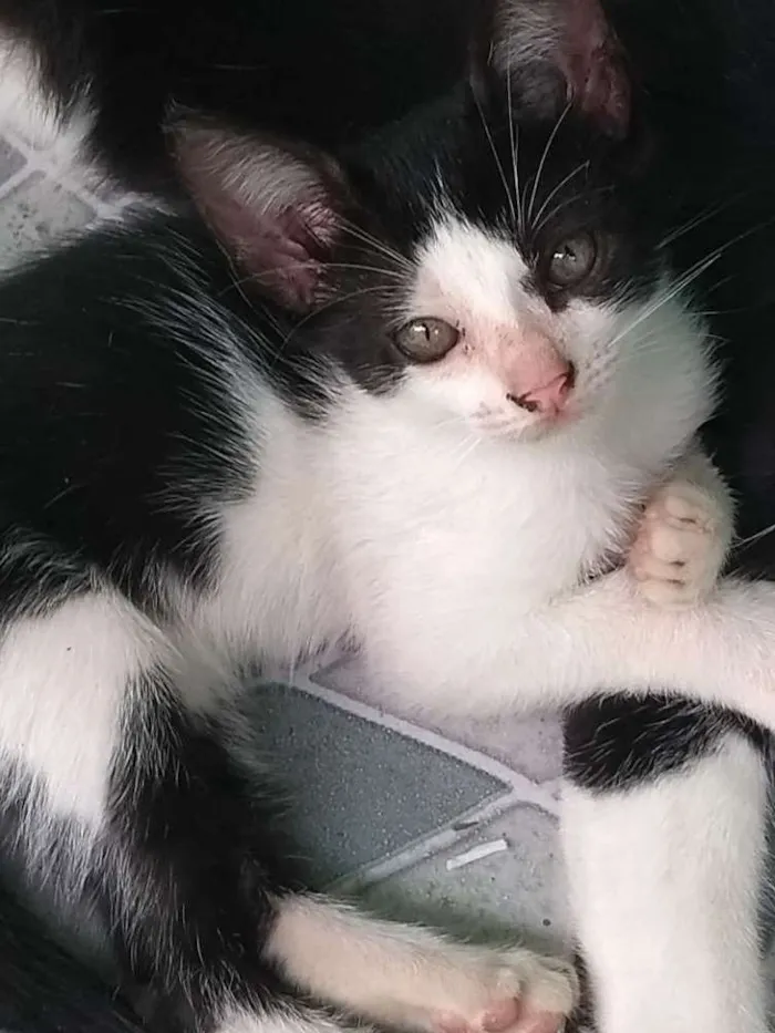 Gato ra a Não sei muito bem idade 2 a 6 meses nome Sem nome