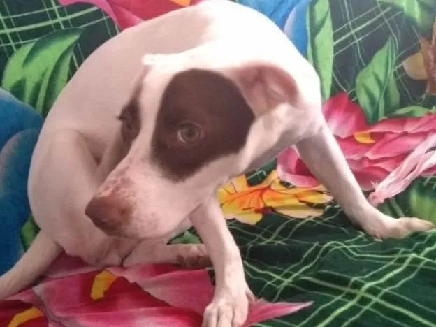 Cachorro ra a Srd idade 7 a 11 meses nome Stella