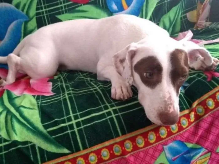 Cachorro ra a Srd idade 7 a 11 meses nome Stella