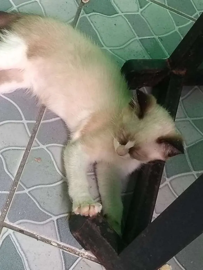 Gato ra a Não sei muito bem idade 2 a 6 meses nome Sem nome