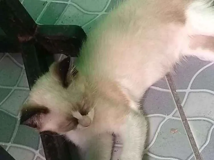 Gato ra a Não sei muito bem idade 2 a 6 meses nome Sem nome