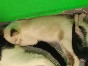Gato raça Não sei muito bem idade 2 a 6 meses nome Sem nome
