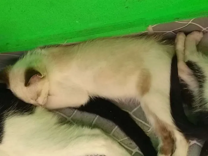 Gato ra a Não sei muito bem idade 2 a 6 meses nome Sem nome