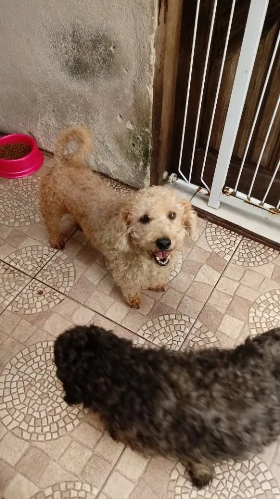 Cachorro ra a Poodle idade 4 anos nome Maguila