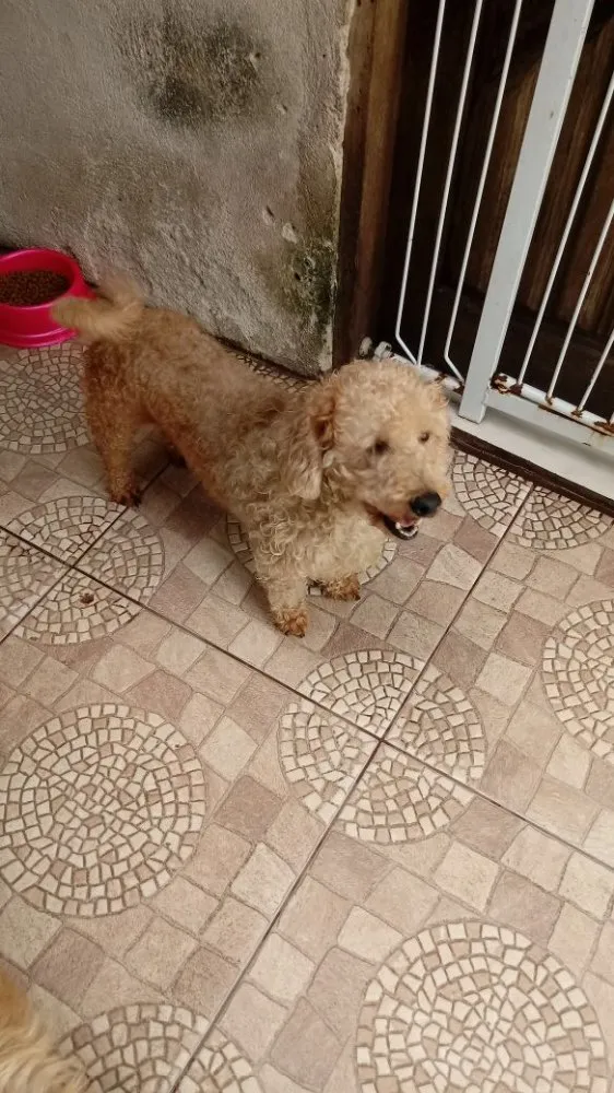 Cachorro ra a Poodle idade 4 anos nome Maguila