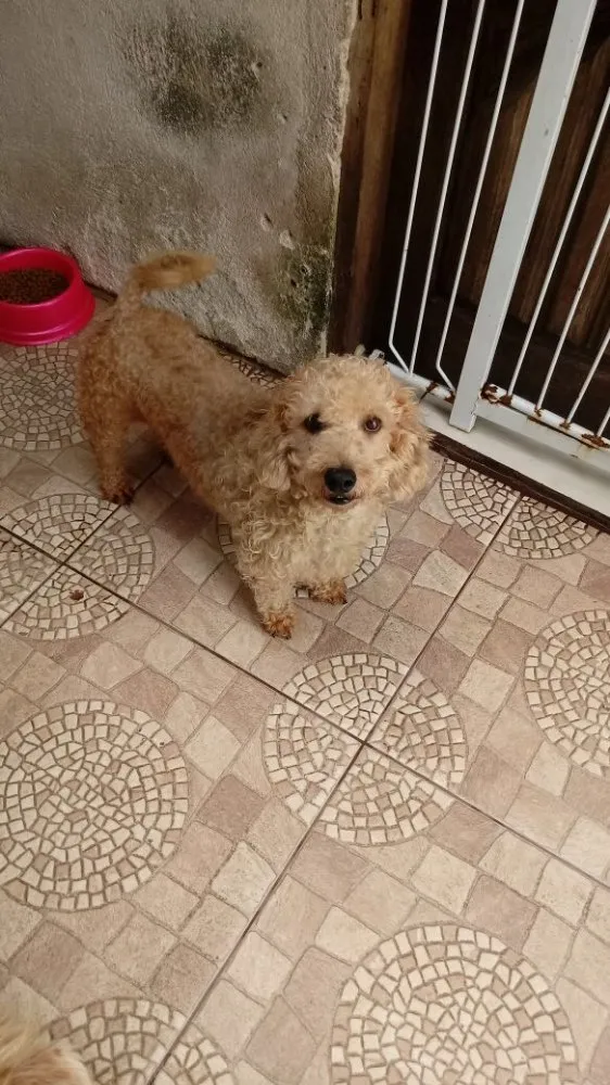 Cachorro ra a Poodle idade 4 anos nome Maguila