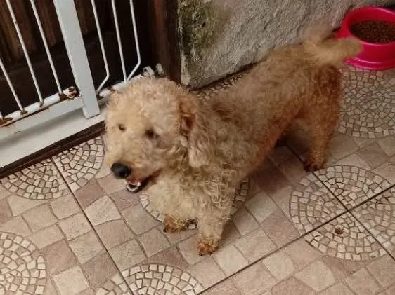Cachorro ra a Poodle idade 4 anos nome Maguila