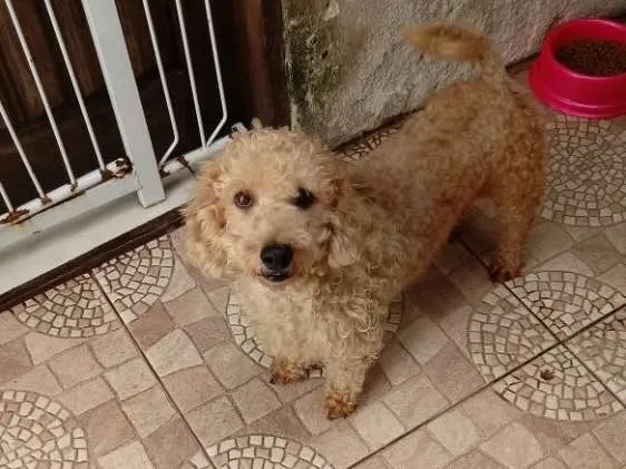 Cachorro ra a Poodle idade 4 anos nome Maguila