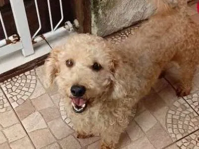 Cachorro ra a Poodle idade 4 anos nome Maguila
