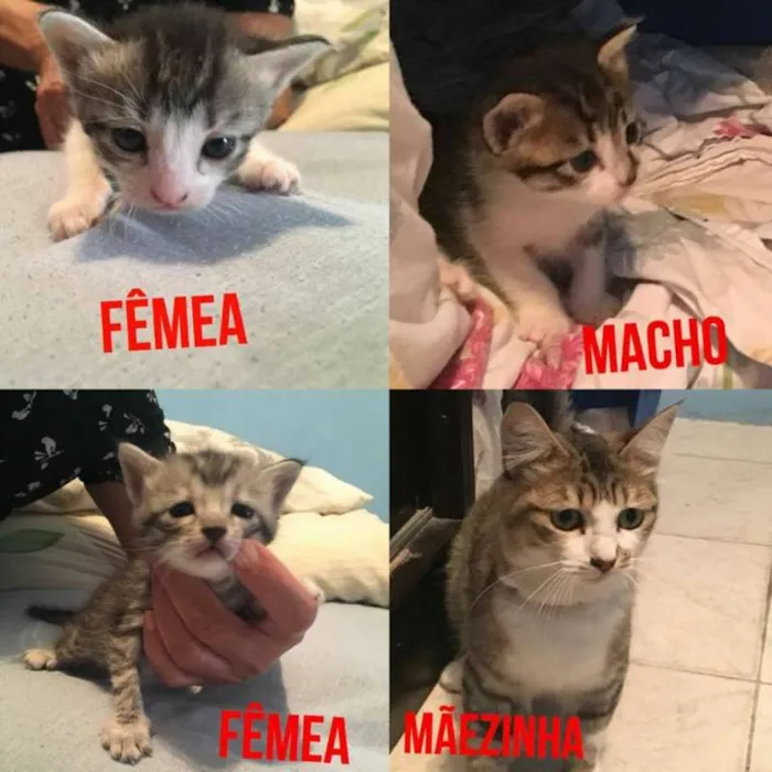 Gato ra a SRD idade Abaixo de 2 meses nome Gatinhos
