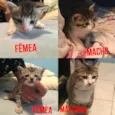 Gatinhos
