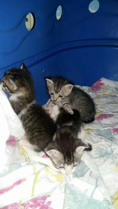 Gato ra a SRD idade Abaixo de 2 meses nome Gatinhos
