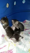 Gatinhos