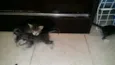 Gatinhos