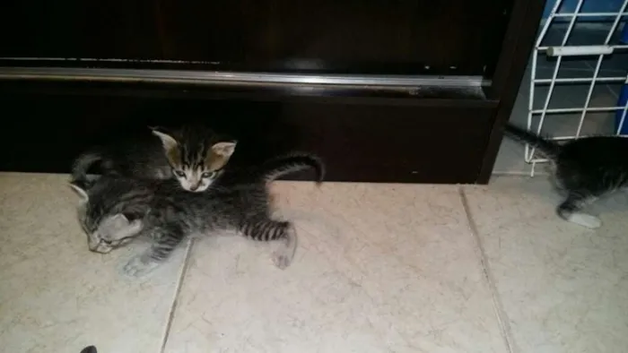 Gato ra a SRD idade Abaixo de 2 meses nome Gatinhos
