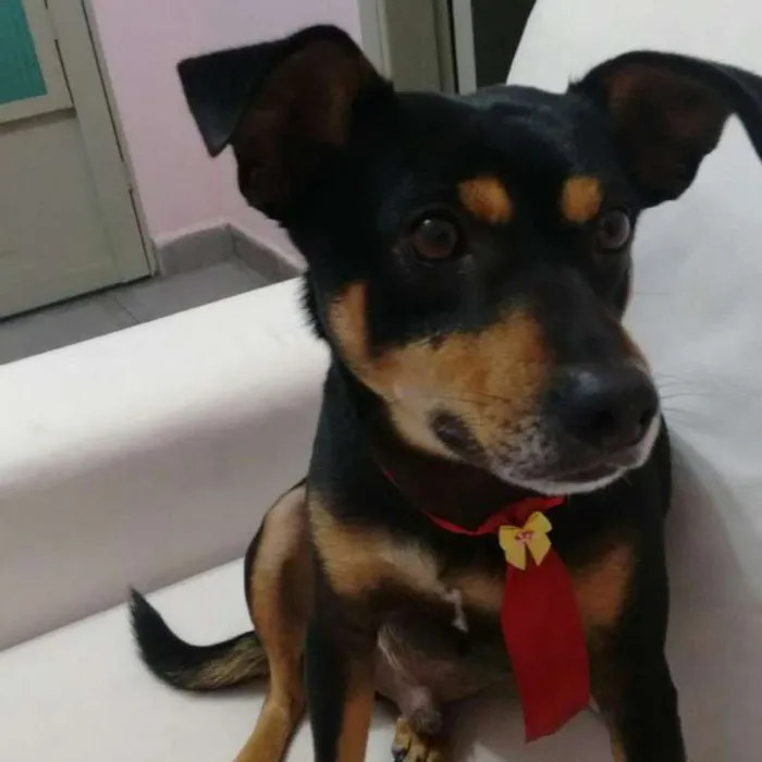 Cachorro ra a SRD idade 2 anos nome Rock