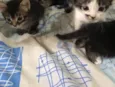 Miazinha e Theodoro 