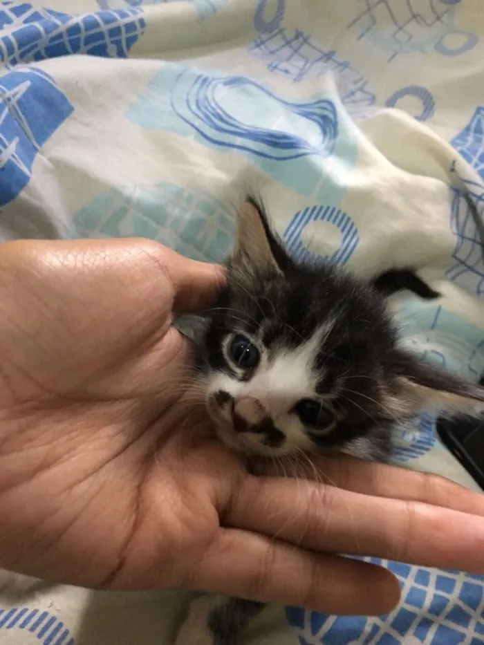Gato ra a  idade Abaixo de 2 meses nome Miazinha e Theodoro 