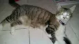Princesa