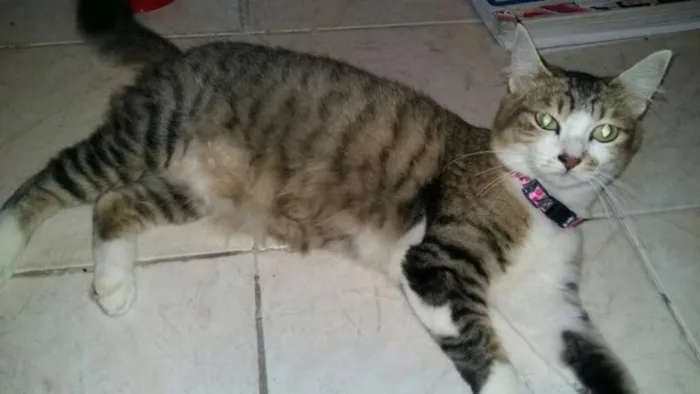 Gato ra a SRD idade 1 ano nome Princesa