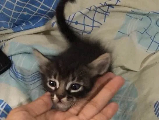 Gato ra a  idade Abaixo de 2 meses nome Miazinha e Theodoro 