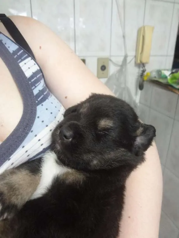 Cachorro ra a SRD idade Abaixo de 2 meses nome Filhotes / ZN DE SP