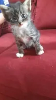 Gato raça SRD idade Abaixo de 2 meses nome Pitt,pitanga,rebecca