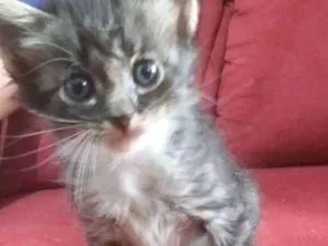 Gato raça SRD idade Abaixo de 2 meses nome Pitt,pitanga,rebecca