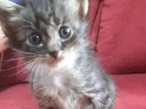 Gato raça SRD idade Abaixo de 2 meses nome Pitt,pitanga,rebecca