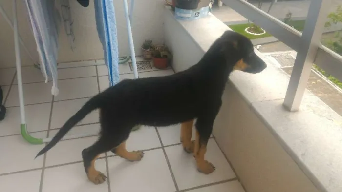 Cachorro ra a pastor idade 2 a 6 meses nome frida