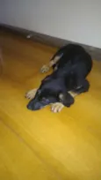 frida