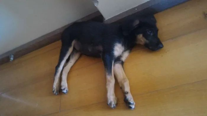 Cachorro ra a pastor idade 2 a 6 meses nome frida