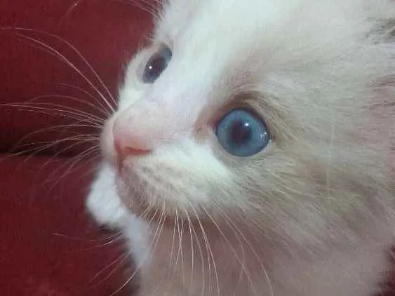 Gato raça SRD idade Abaixo de 2 meses nome Pitt,pitanga,rebecca