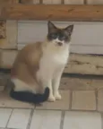 Gatinhos do Terreno