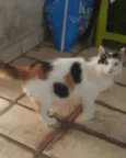 Gatinhos do Terreno
