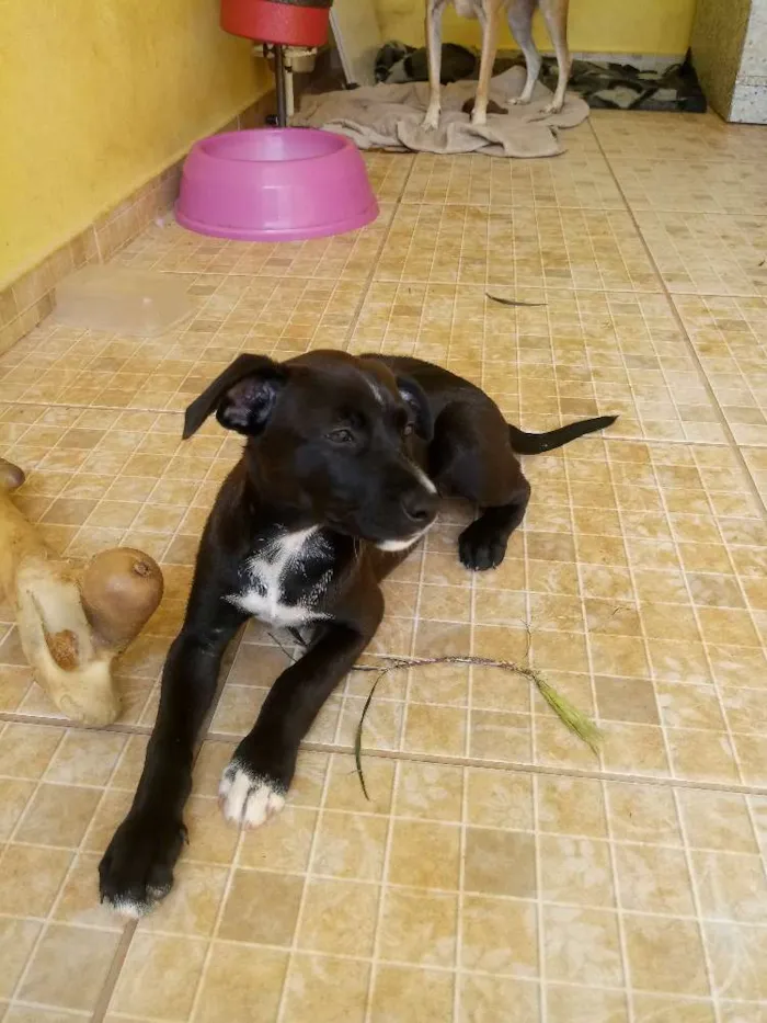 Cachorro ra a Srd idade Abaixo de 2 meses nome Não tem