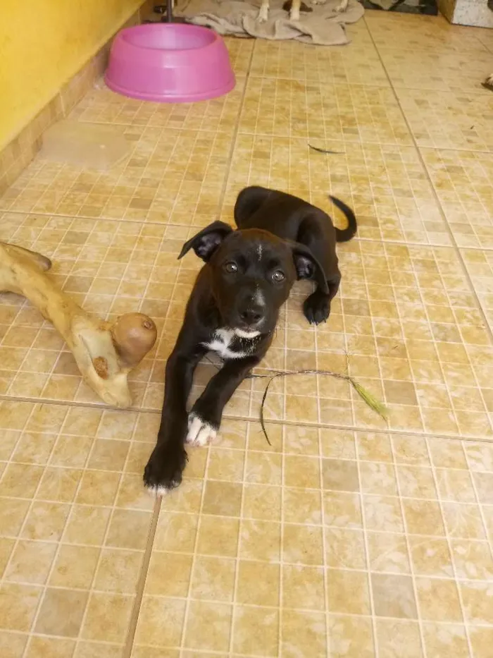 Cachorro ra a Srd idade Abaixo de 2 meses nome Não tem