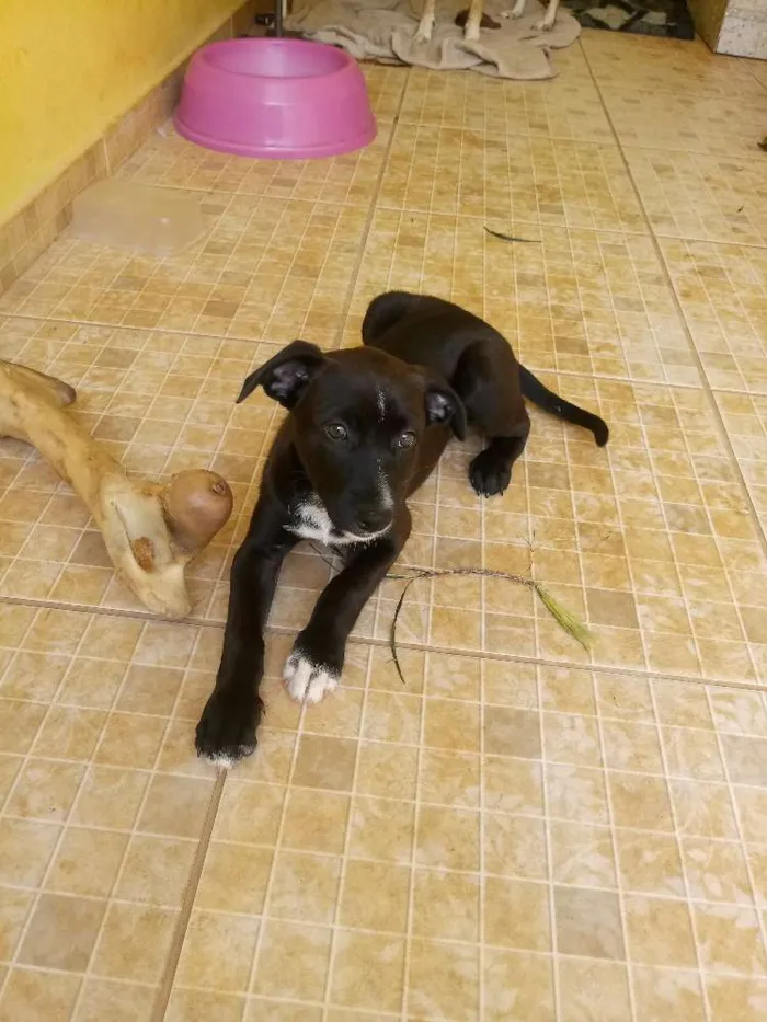 Cachorro ra a Srd idade Abaixo de 2 meses nome Não tem
