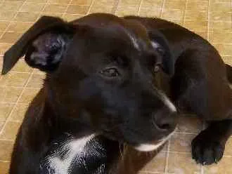 Cachorro ra a Srd idade Abaixo de 2 meses nome Não tem