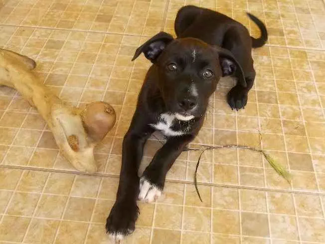 Cachorro ra a Srd idade Abaixo de 2 meses nome Não tem