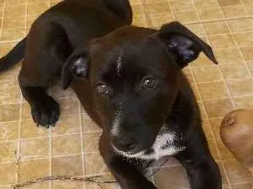 Cachorro ra a Srd idade Abaixo de 2 meses nome Não tem