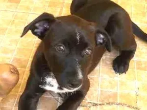 Cachorro raça Srd idade Abaixo de 2 meses nome Não tem