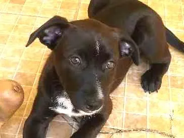 Cachorro ra a Srd idade Abaixo de 2 meses nome Não tem