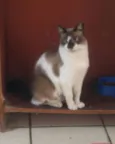 Gatinhos do Terreno