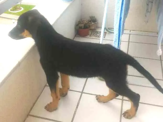 Cachorro ra a pastor idade 2 a 6 meses nome frida