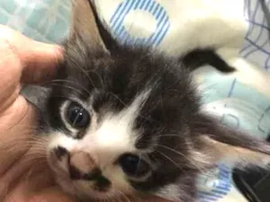 Gato raça  idade Abaixo de 2 meses nome Miazinha e Theodoro 