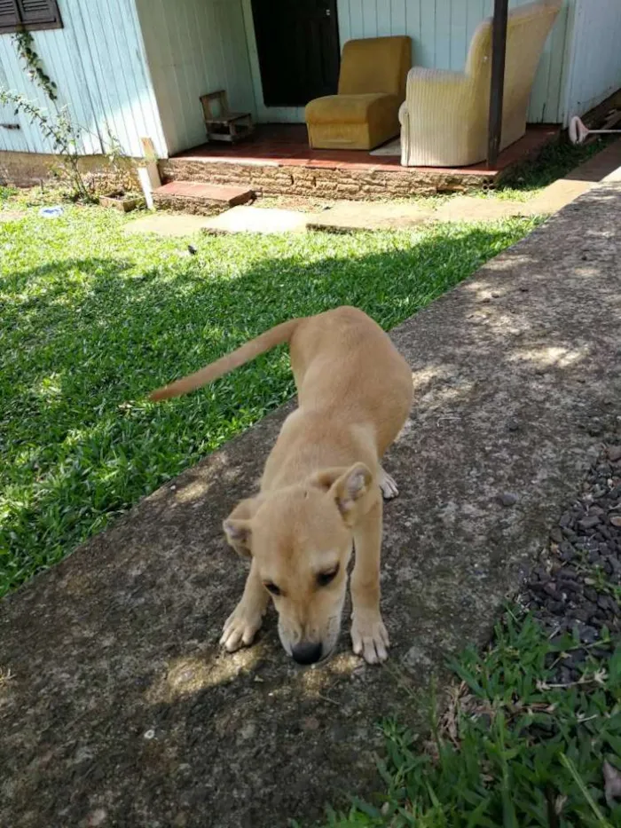 Cachorro ra a Nao sei/pai labrador idade 2 a 6 meses nome Adao e Eva